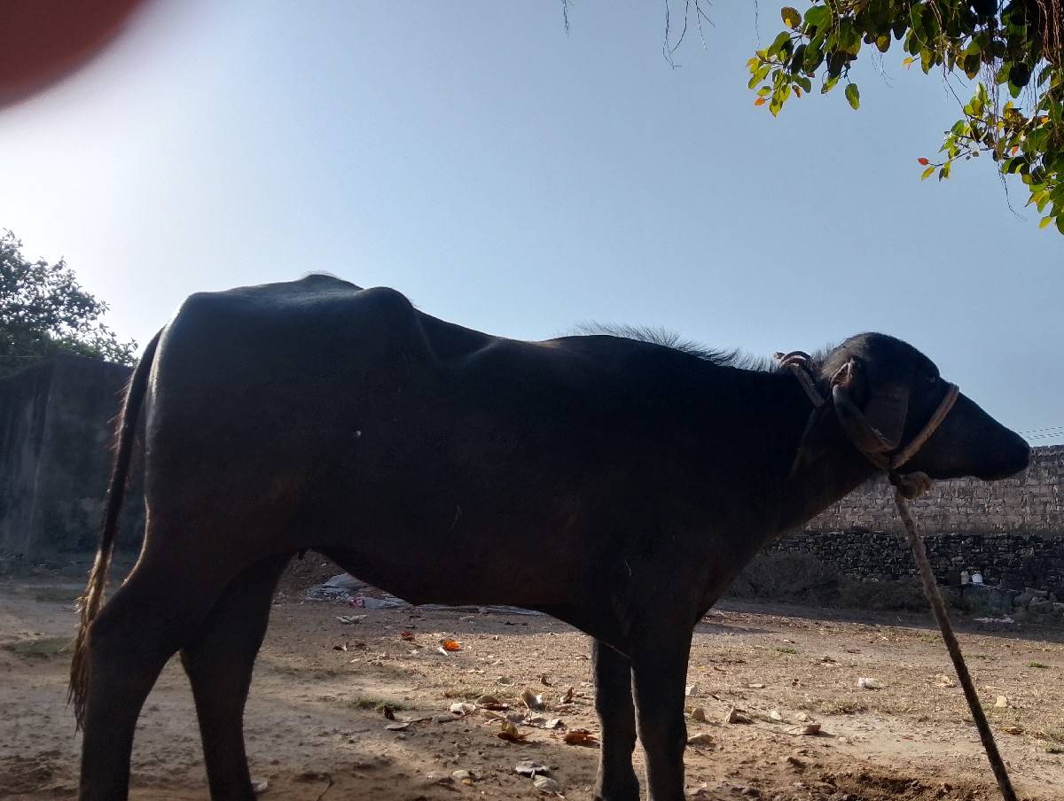 ખડેલી વેચવાની છે