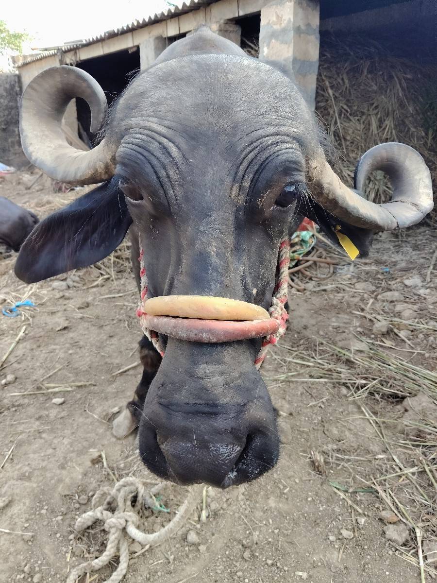 ભેંસ વેચવાની છે