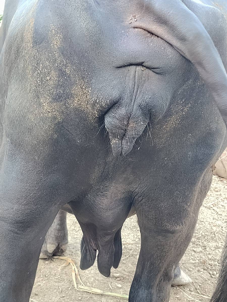 ભેંસ વેચવાની છે