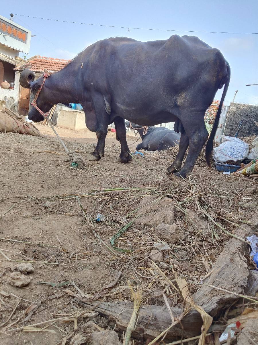 ભેંસ વેચવાની છે