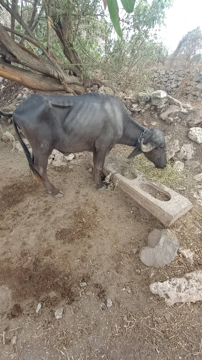 ખળેલી વેચવાની છે