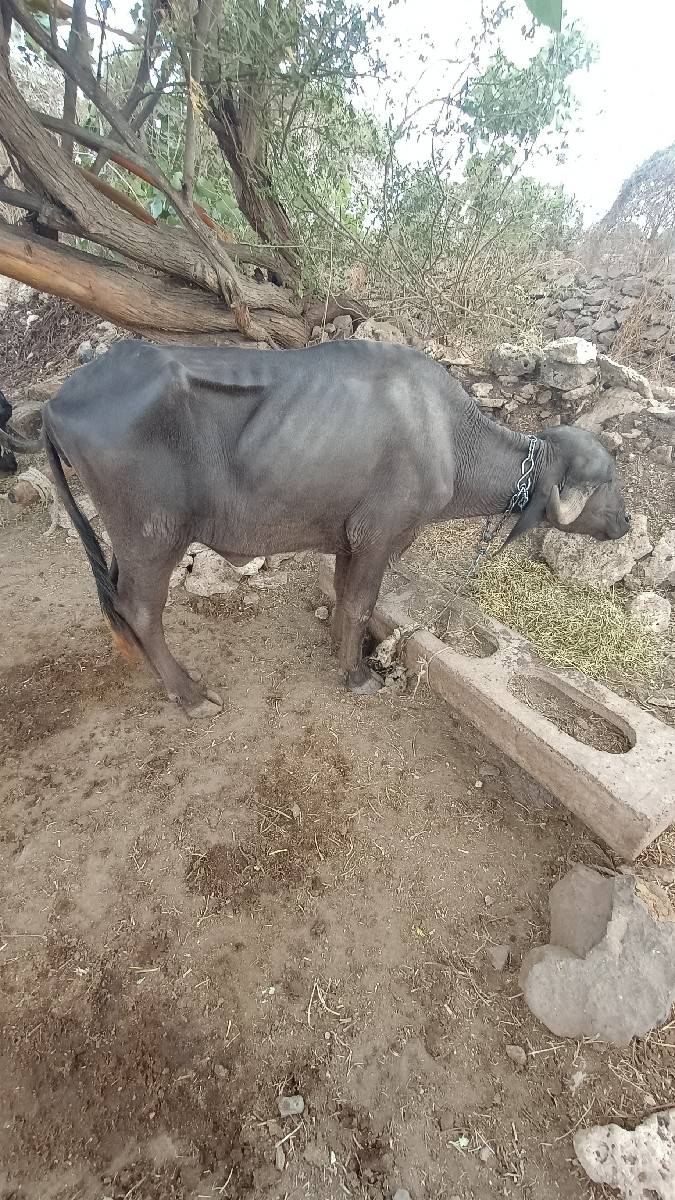 ખળેલી વેચવાની છે