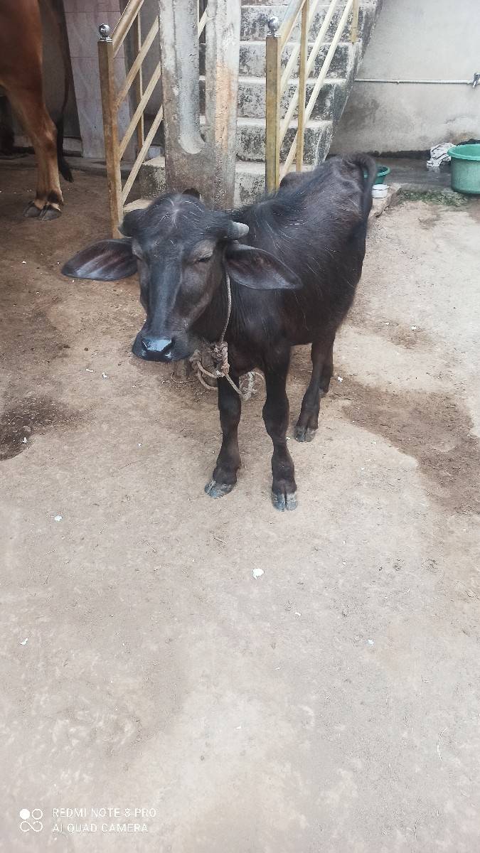 પાડો વેચવાનો છે