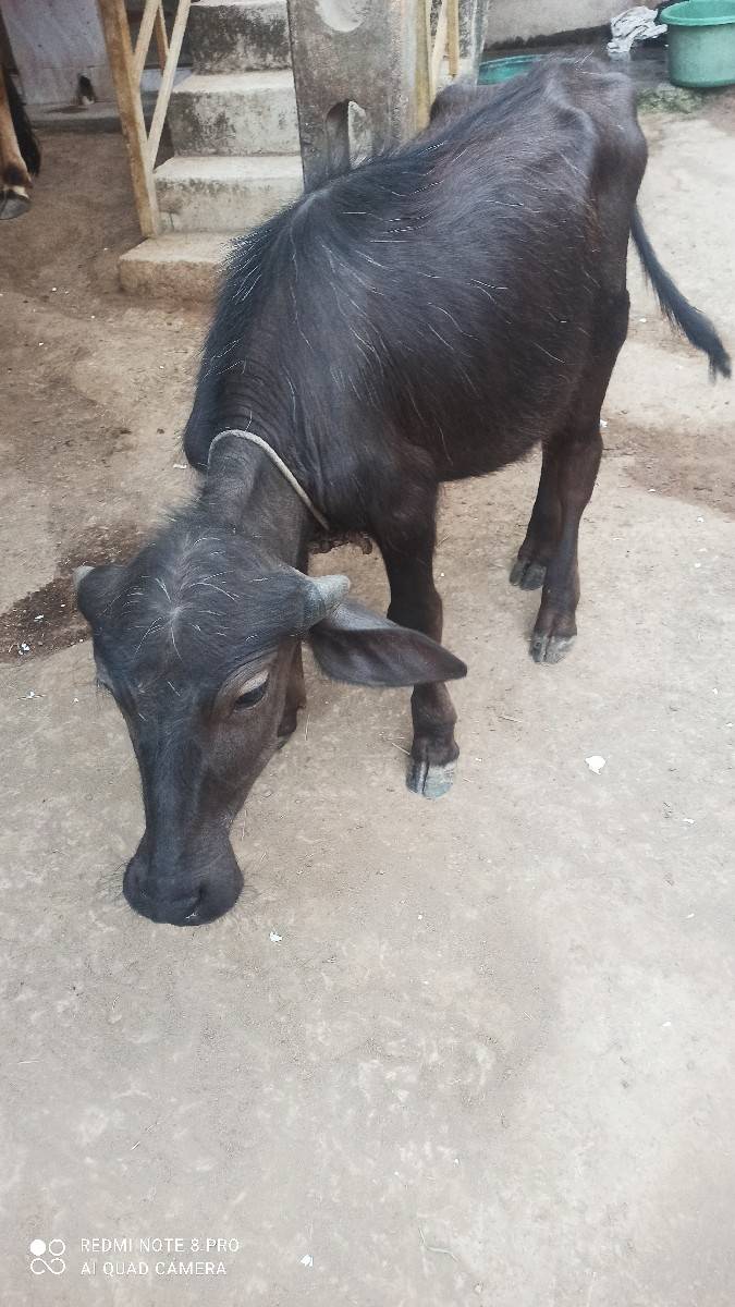 પાડો વેચવાનો છે