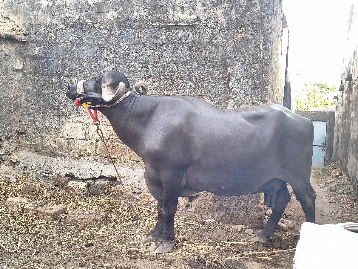 ભેંસ વેચવાની છે