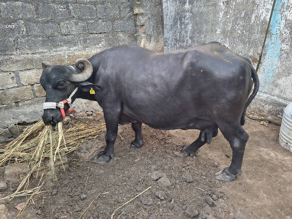 ભેંસ વેચવાની છે