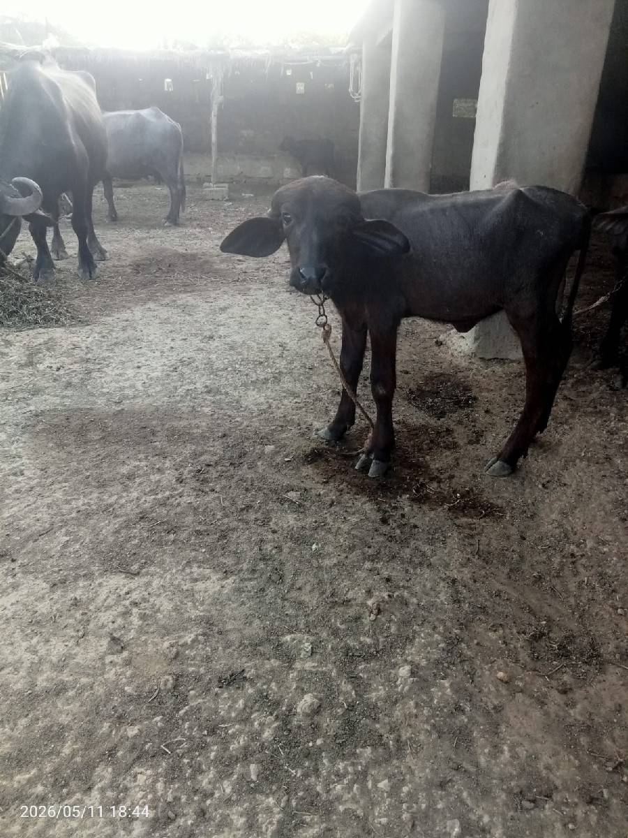 બે પાડયુ વેચવાની છે
