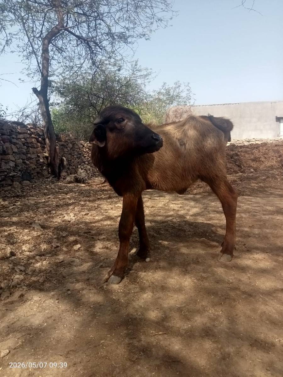 બે પાડયુ વેચવાની છે
