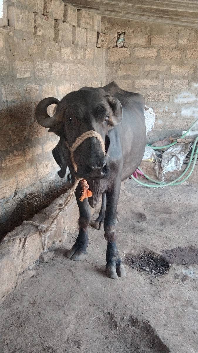 ખડેલી વેચવાની છે