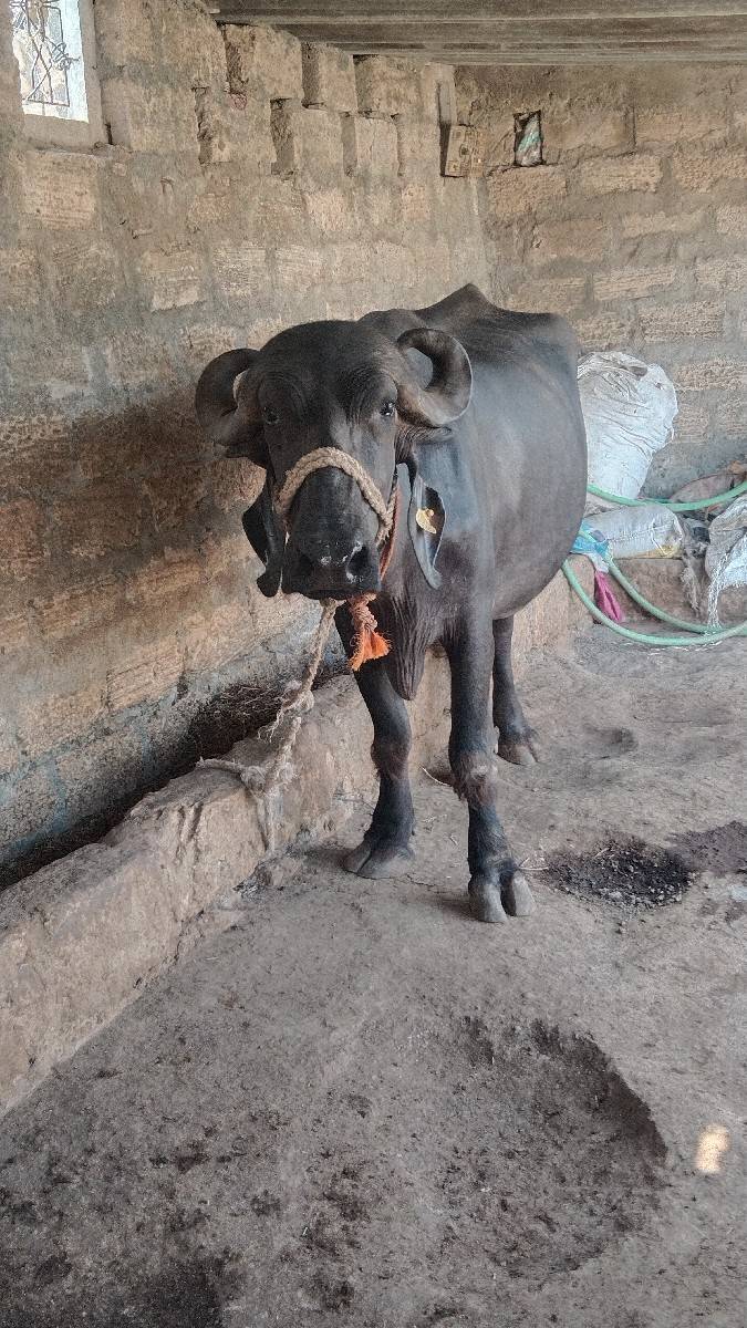 ખડેલી વેચવાની છે