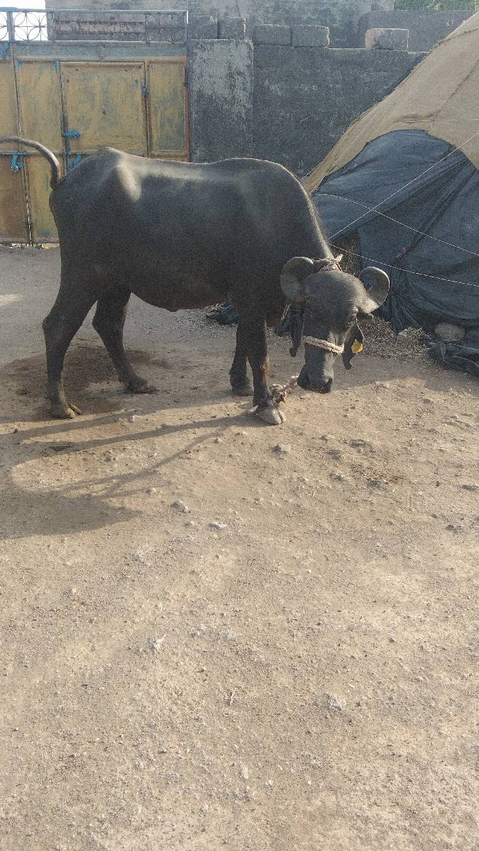 ખડેલી વેચવાની છે
