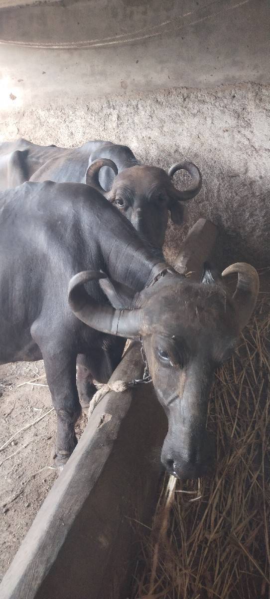 બે ભેસ હું વેચવાની છે