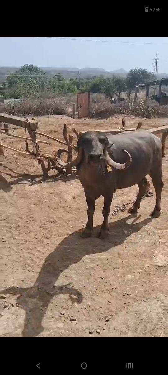 ભેંશ વેચવાની છે