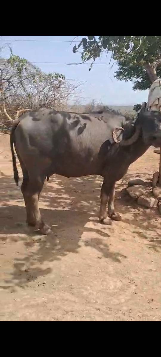 ભેંશ વેચવાની છે