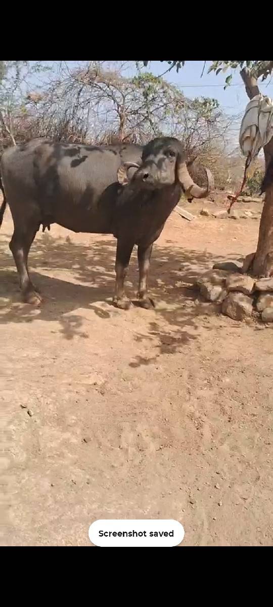 ભેંશ વેચવાની છે