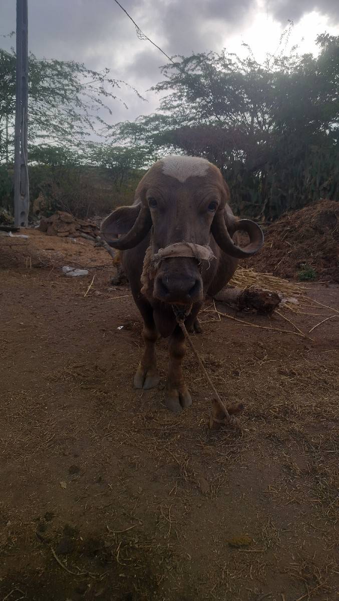 ભેંસ વેશવા ની સે