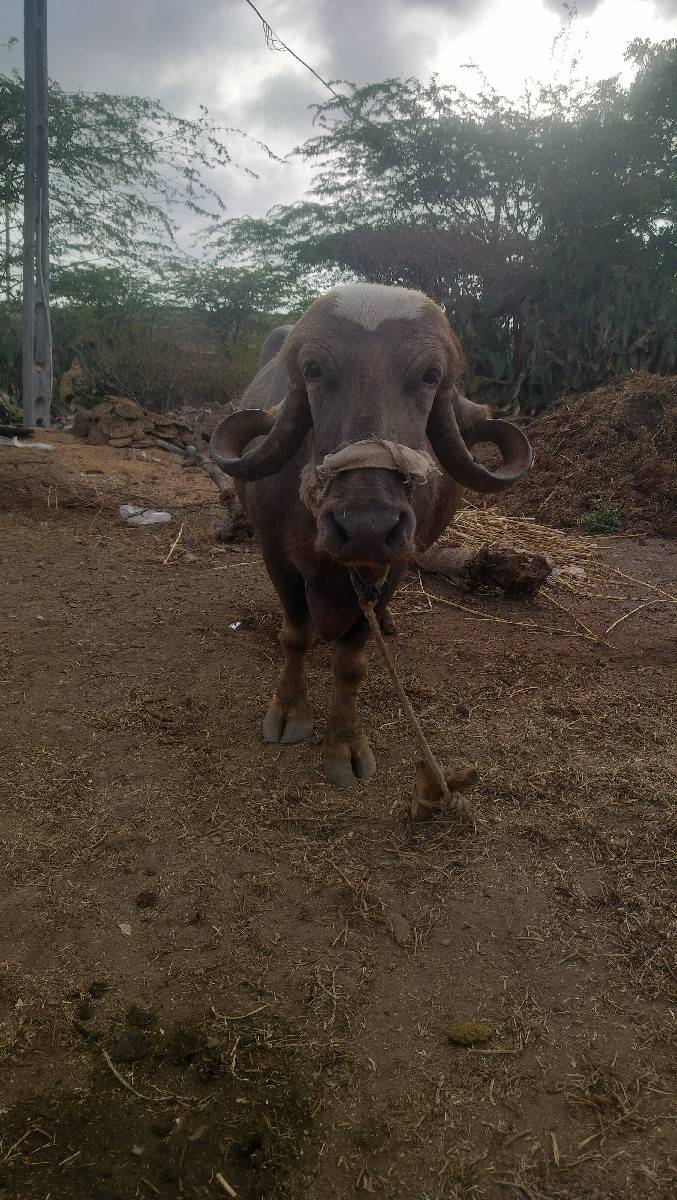 ભેંસ વેશવા ની સે
