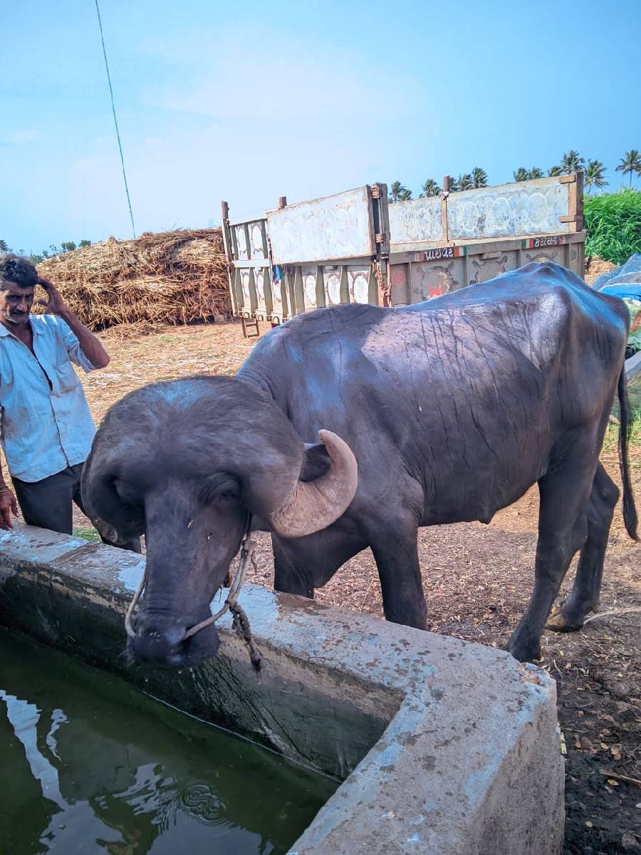 જાફરાબાદી પાડો બેસવાનો સે