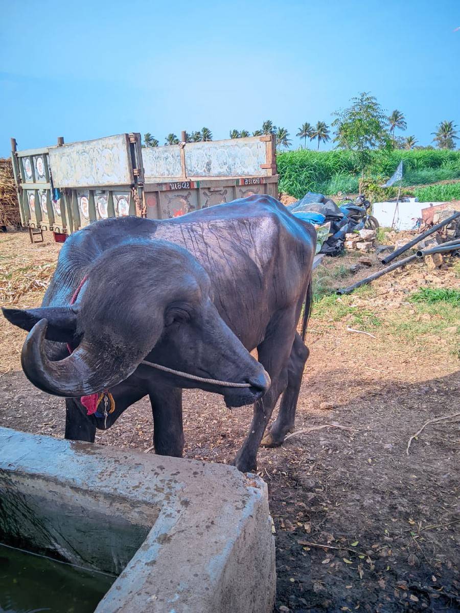 જાફરાબાદી પાડો બેસવાનો સે