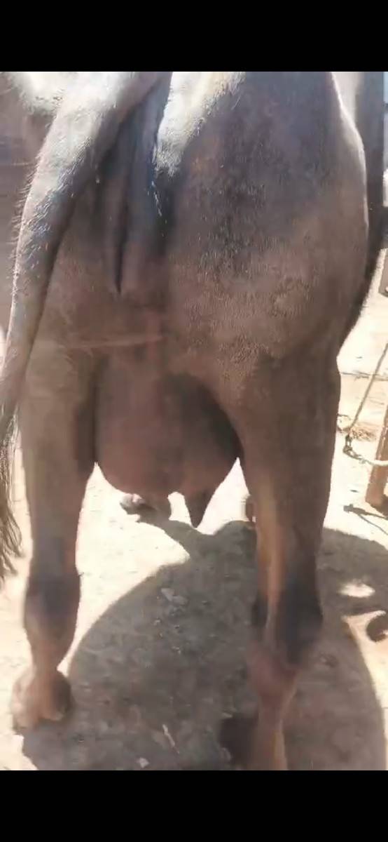 ભેશ વેચવાનિ છે પેલા વેતર નિ