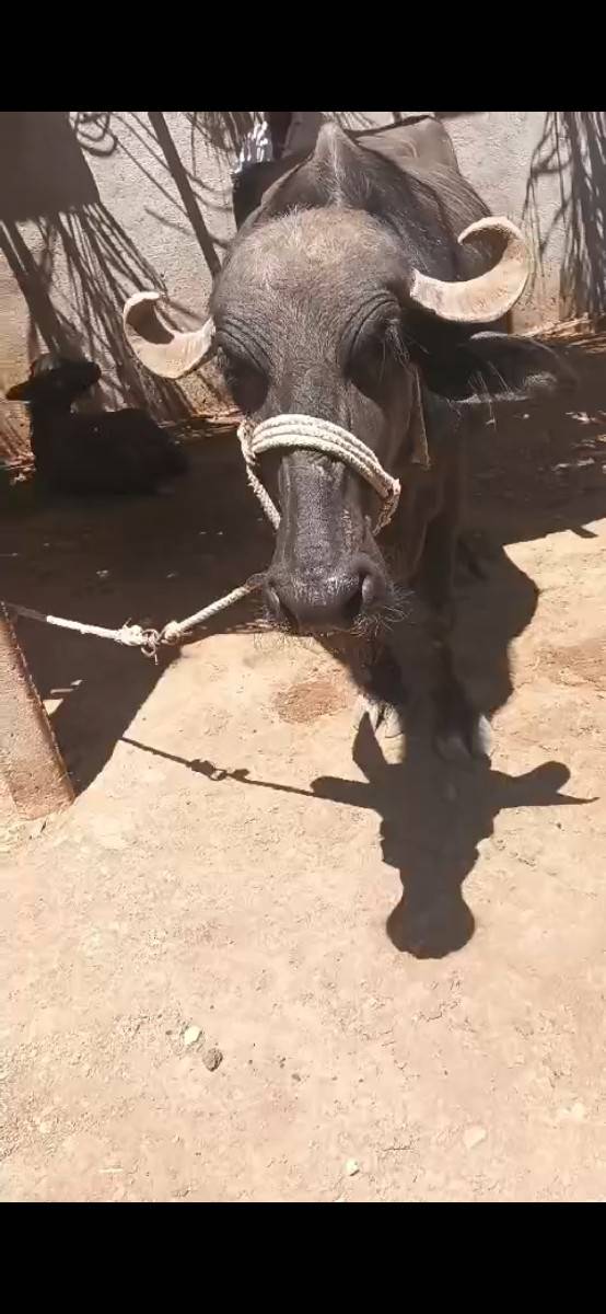 ભેશ વેચવાનિ છે પેલા વેતર નિ