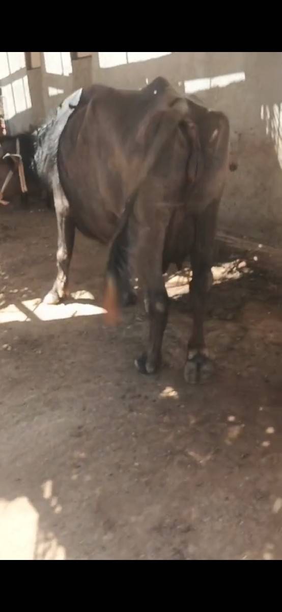 ભેશ વેચવાનિ છે પેલા વેતર નિ