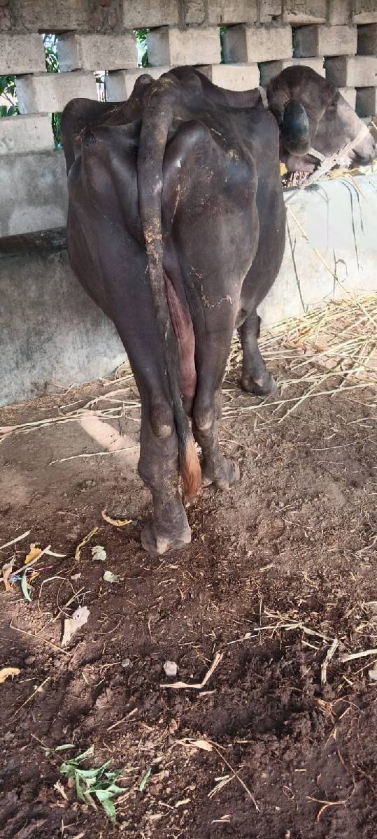 3 વેતર