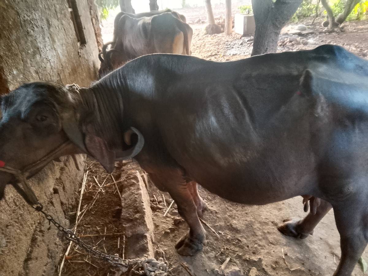 ભેંસ વેચવાની છે બે મહિના ગાભણ છે