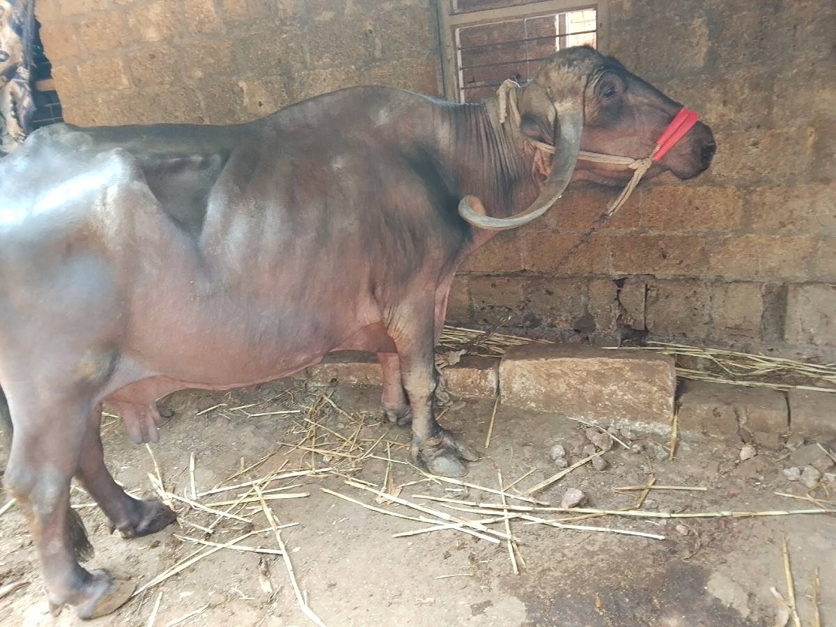 ભેંસ વેચવાની છે બે મહિના ગાભણ છે