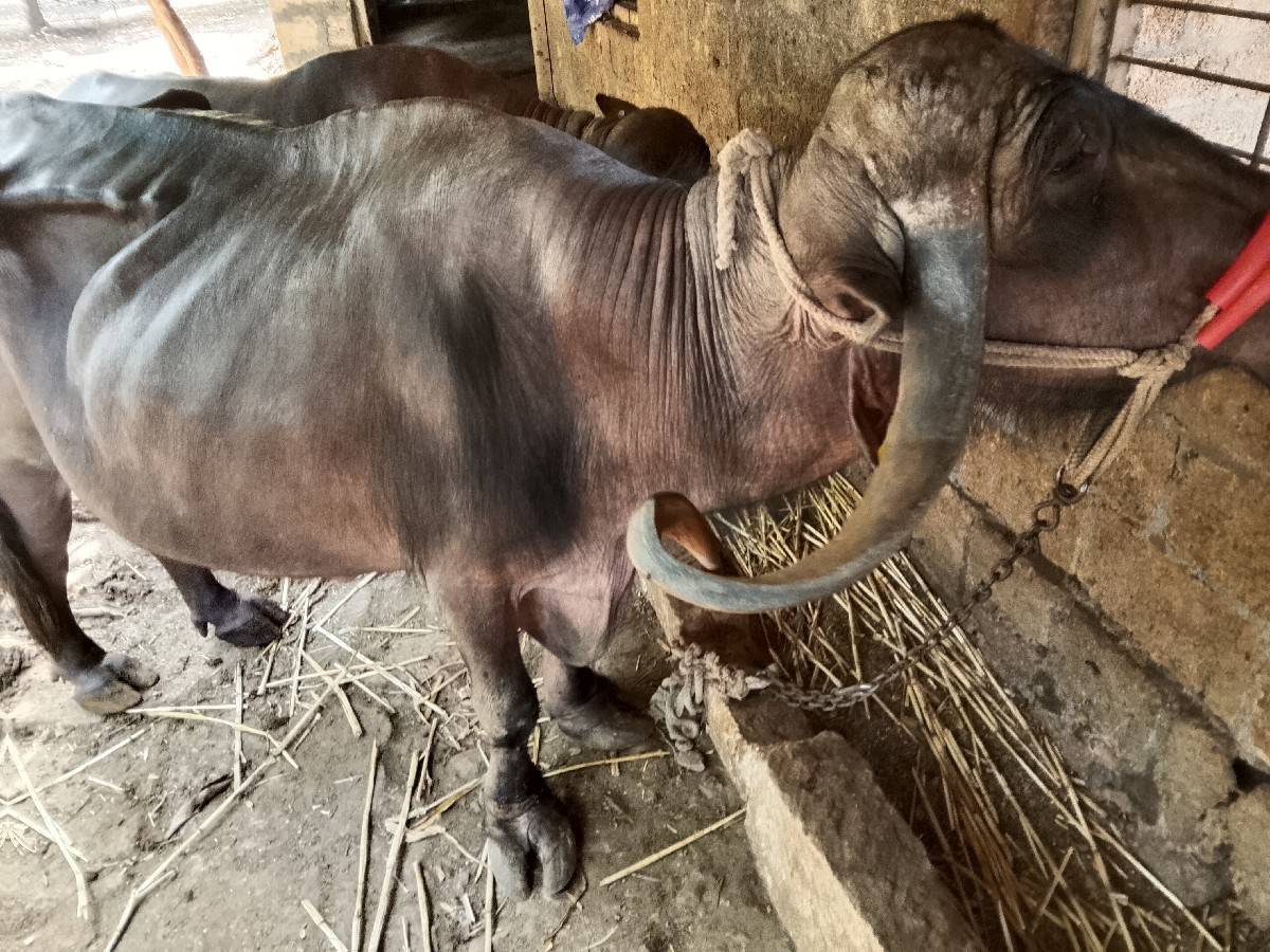ભેંસ વેચવાની છે બે મહિના ગાભણ છે