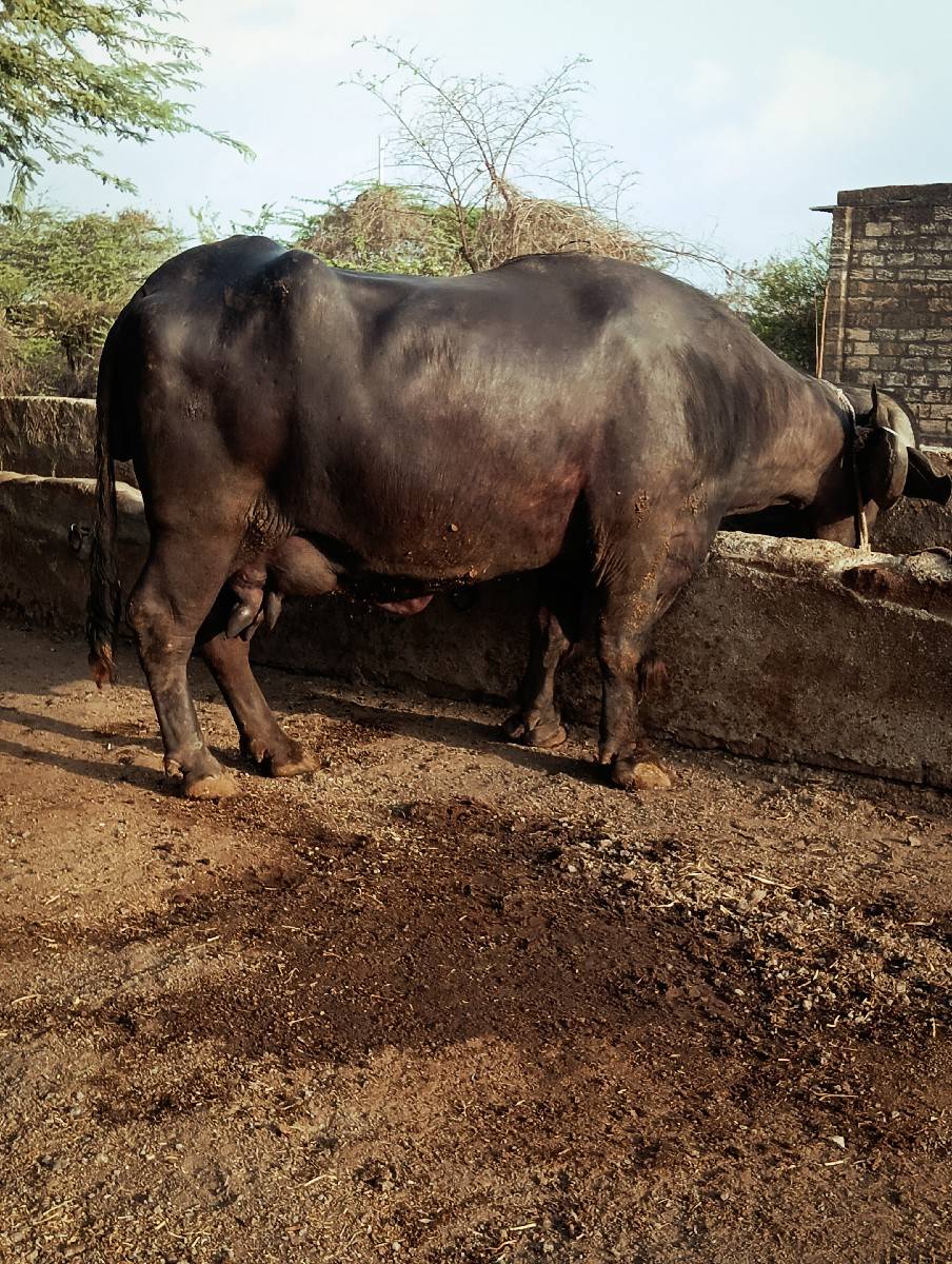 ભેસ વેસવાનિ છે