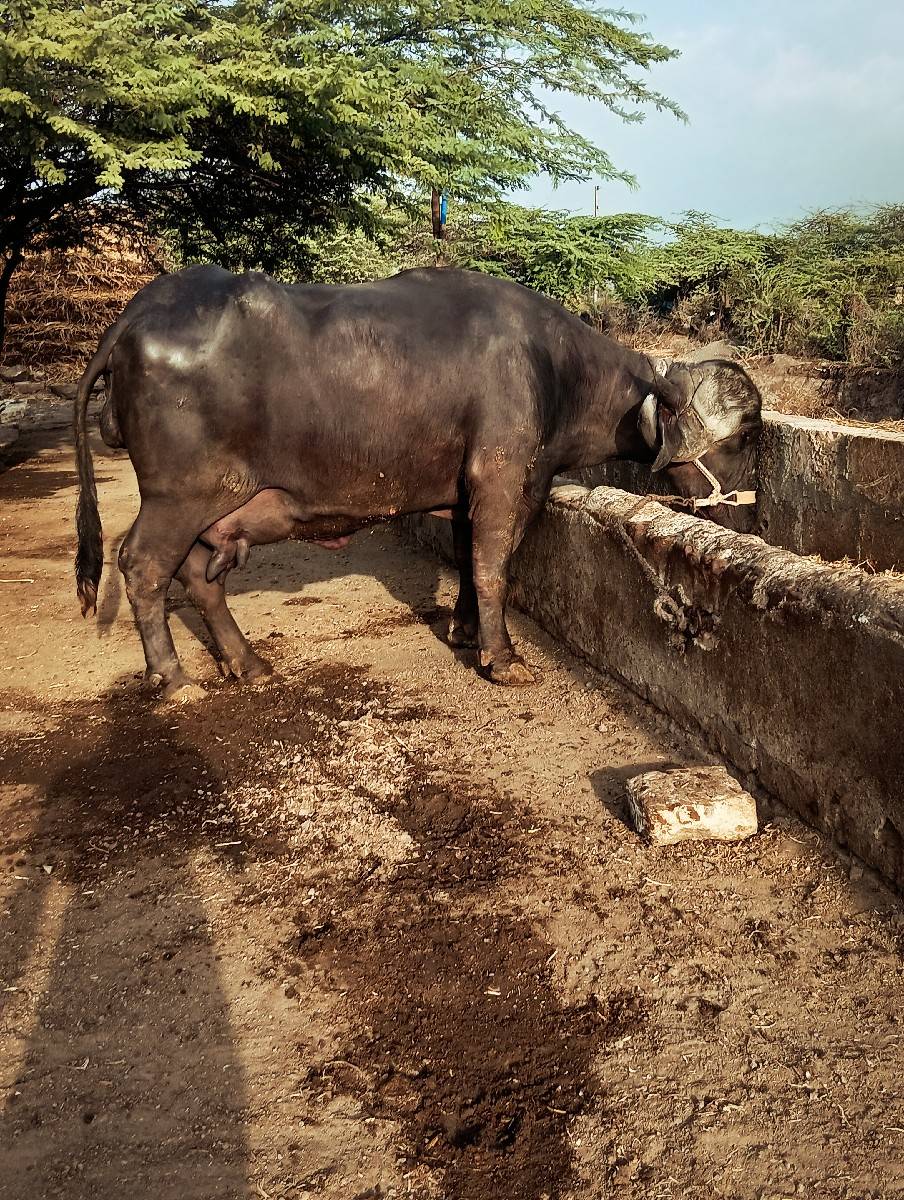 ભેસ વેસવાનિ છે
