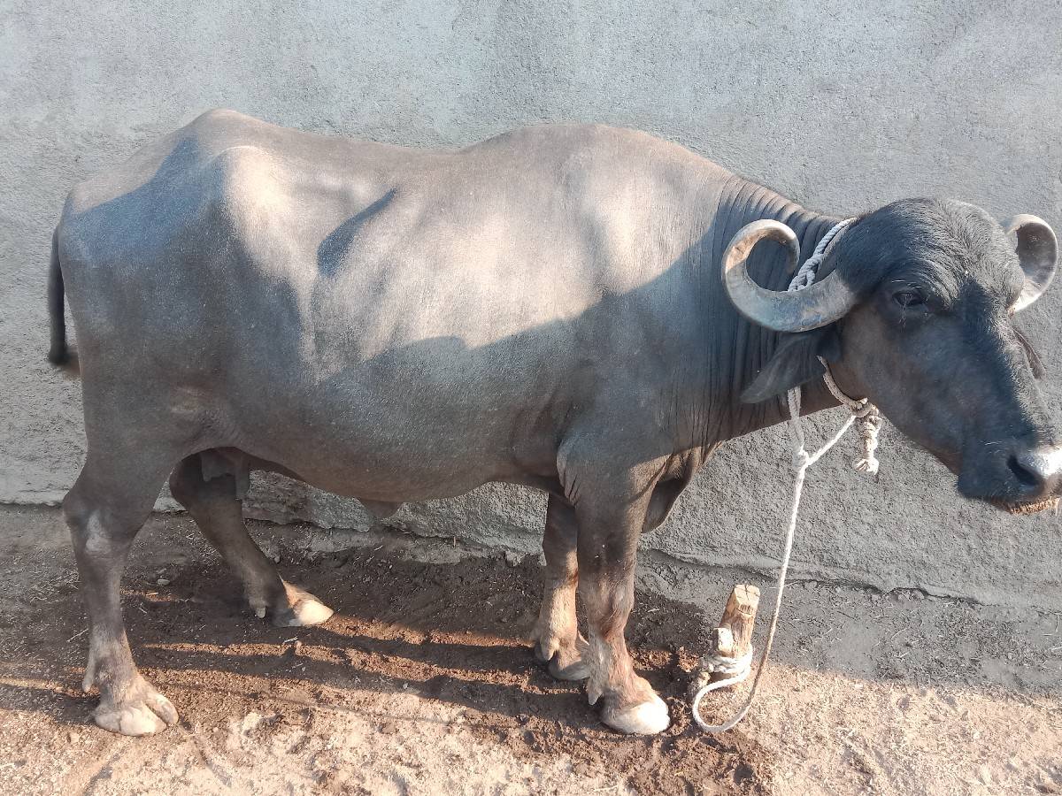 ભેંસ વેચવાની છે
