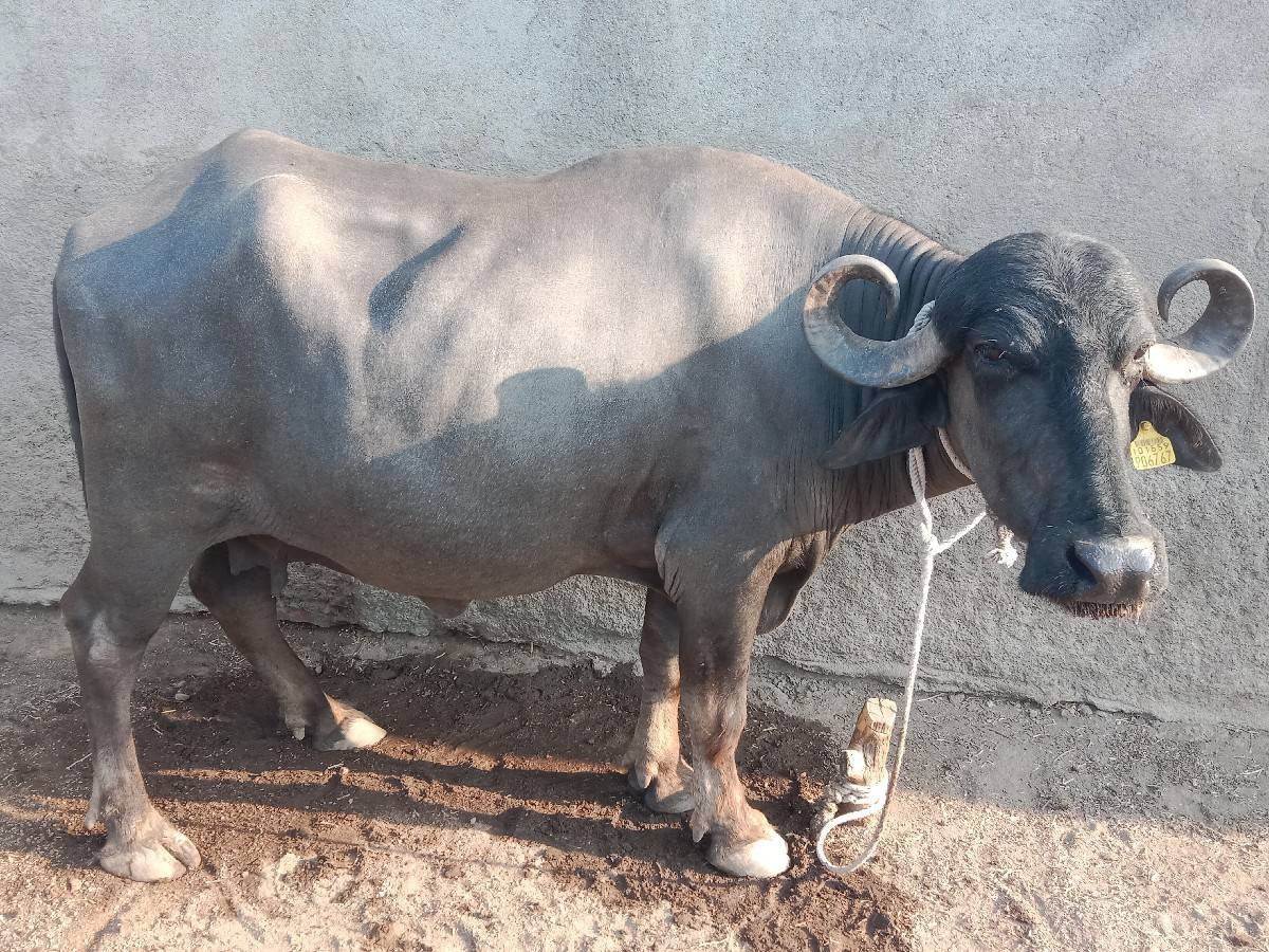 ભેંસ વેચવાની છે
