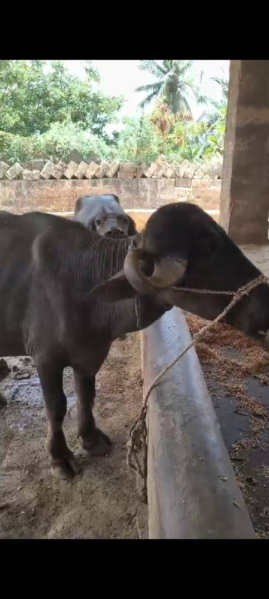 ખાડેલી વેશ્વની છે