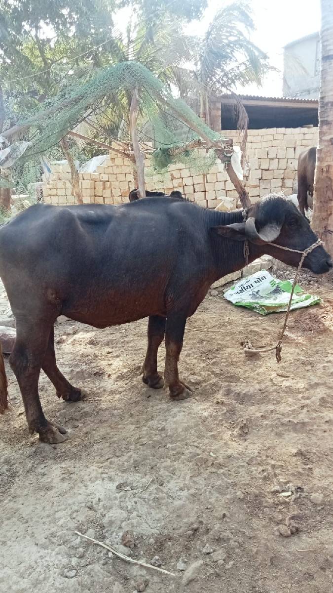 ખાડેલી વેશ્વની છે