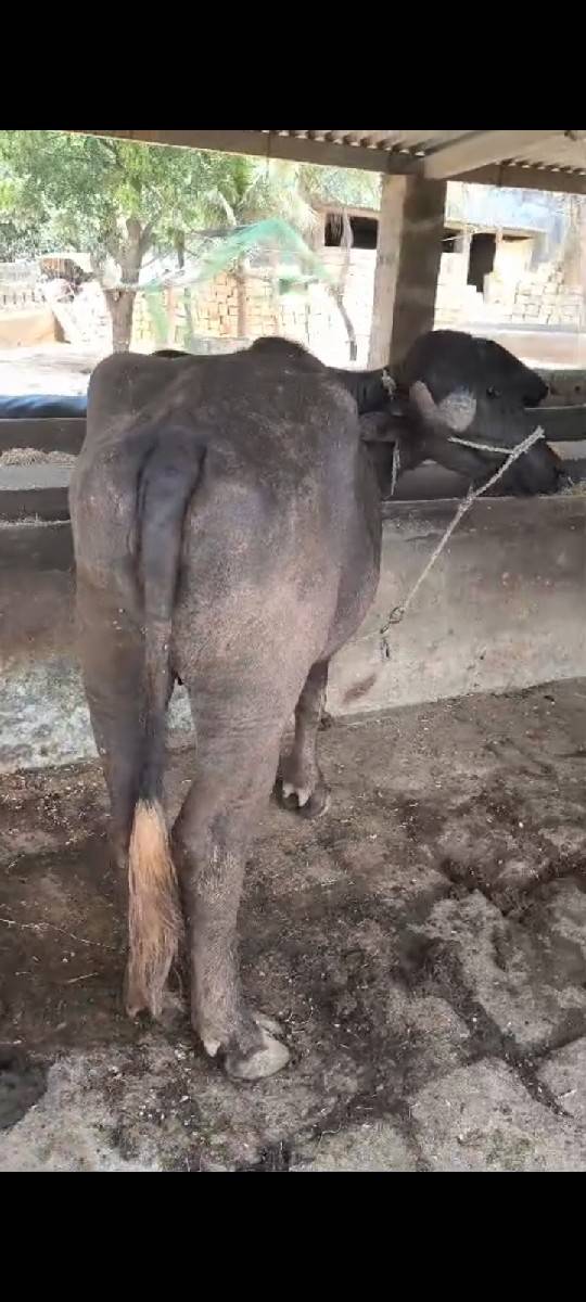 ખાડેલી વેશ્વની છે