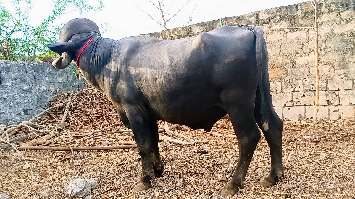 ખુબજ સારો જાફરાબાદી પાડો