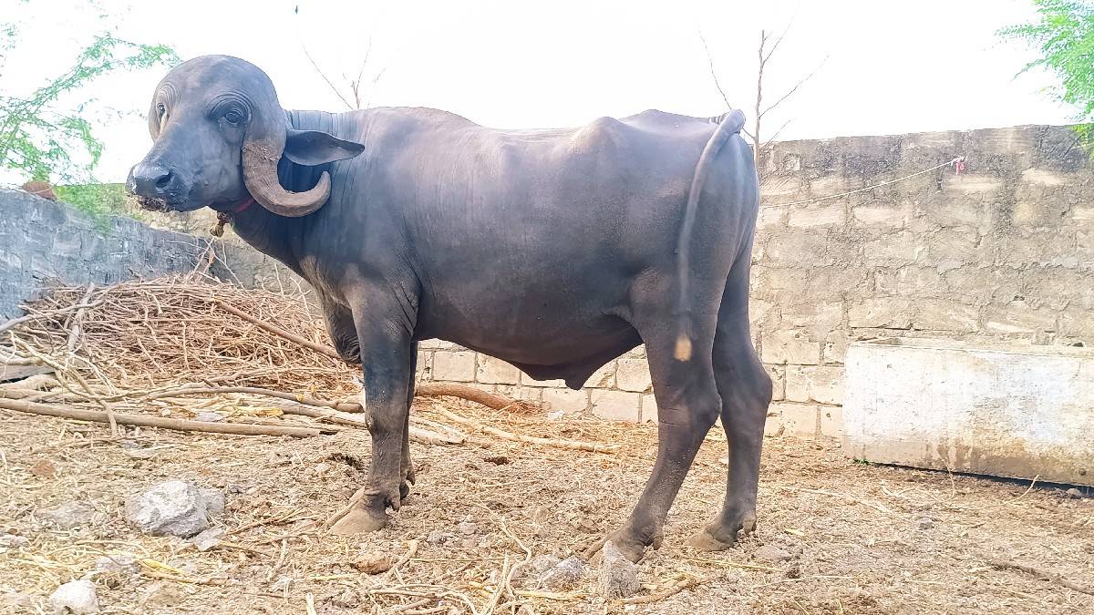 ખુબજ સારો જાફરાબાદી પાડો