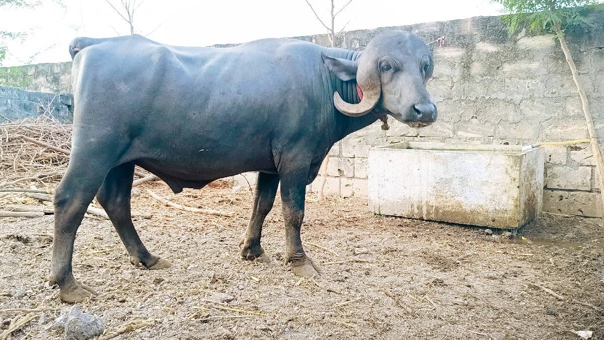 ખુબજ સારો જાફરાબાદી પાડો