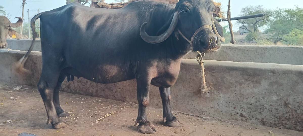 વેચવાની છે