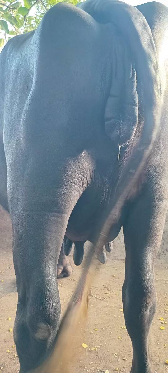 વેચવાની છે