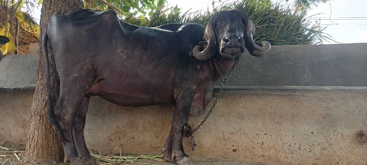 ખડેલી વેચવાની છે