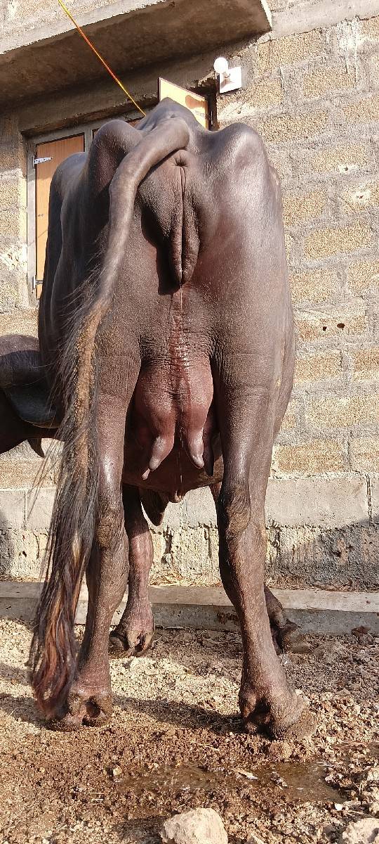 ખડેલી વેચવાની છે