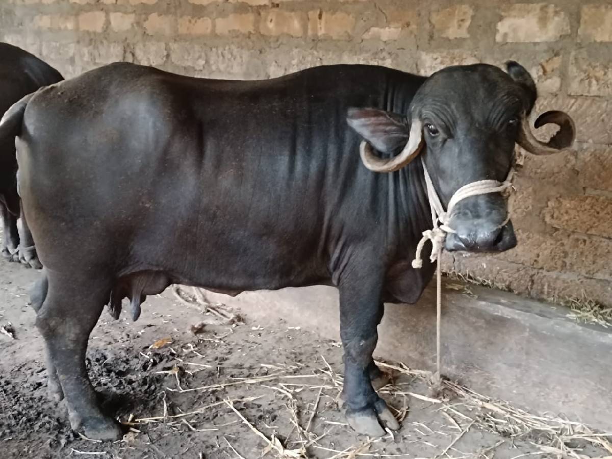 ભેંસ વેચવાની છે બધી જવાબદારી થી