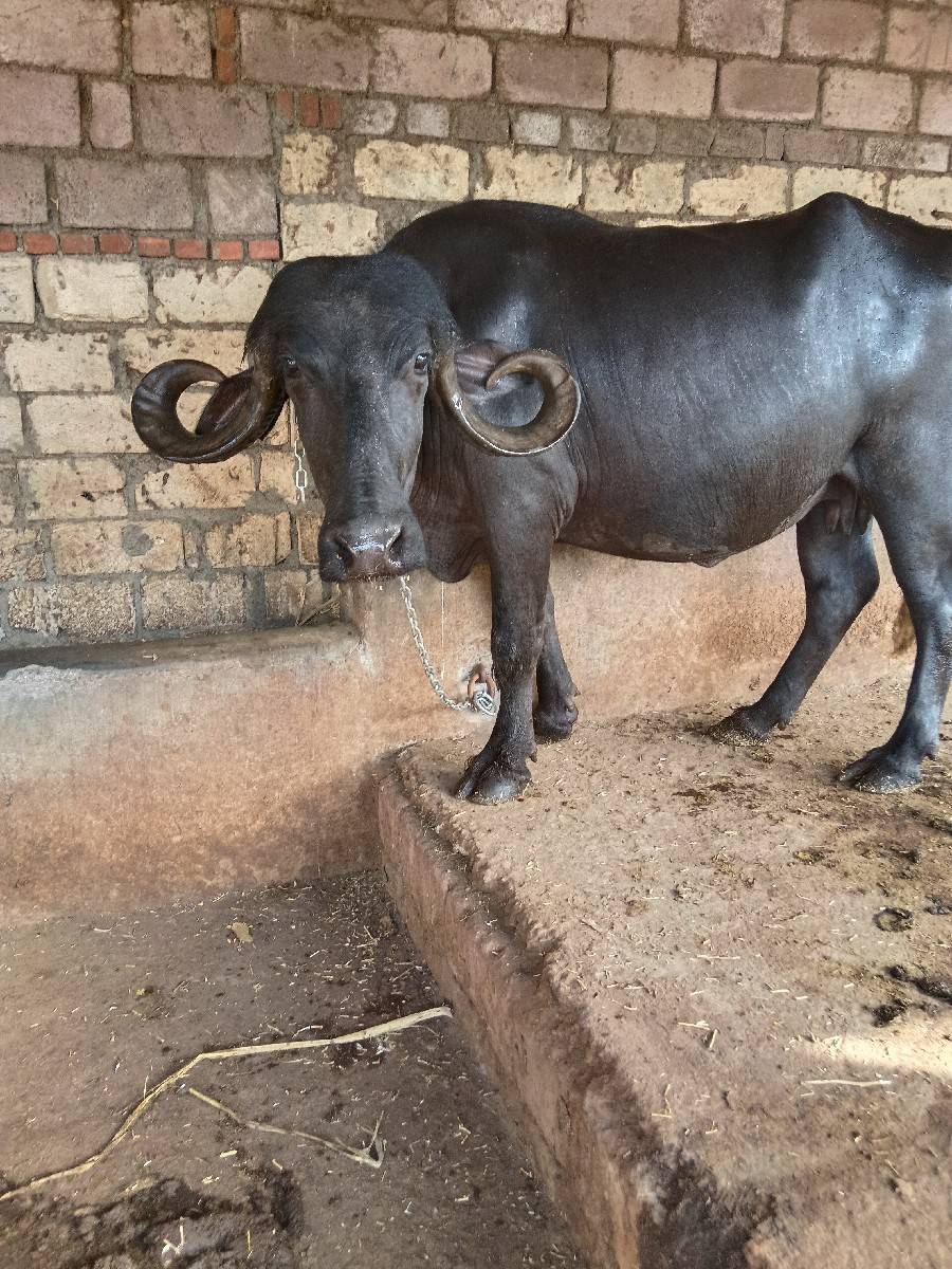 બીજુ વેતર દસ દિવસની કાચી