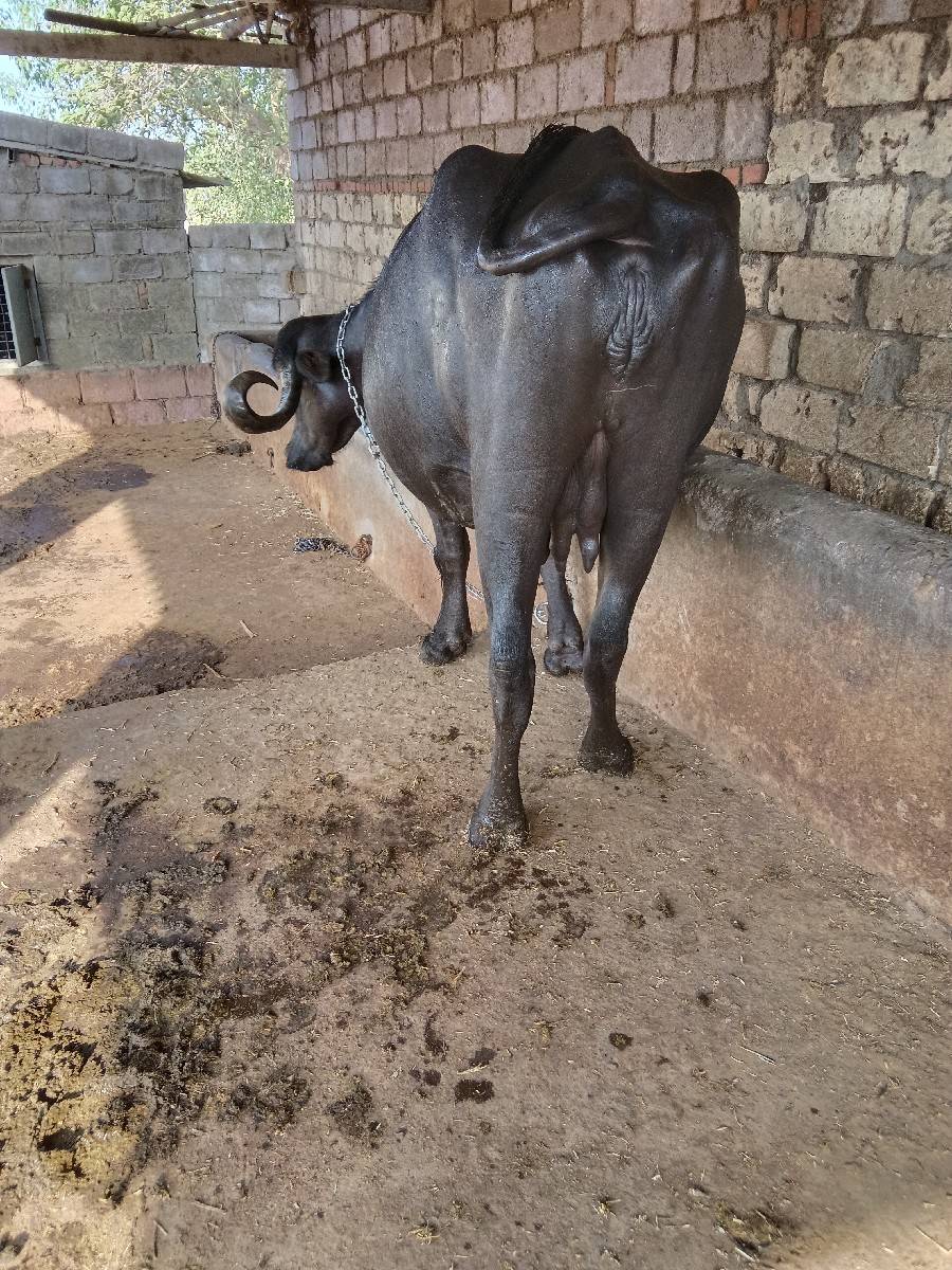 બીજુ વેતર દસ દિવસની કાચી