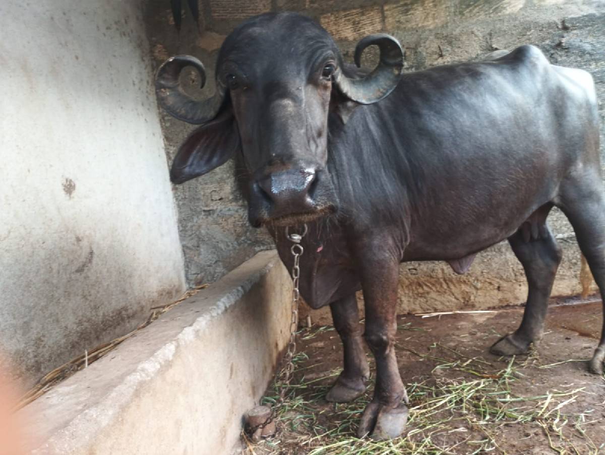 ભેસ વેસવાની સે