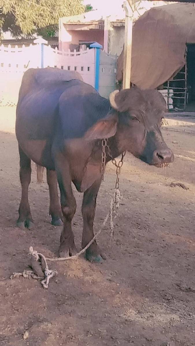 પાડો વેચવાનો છે