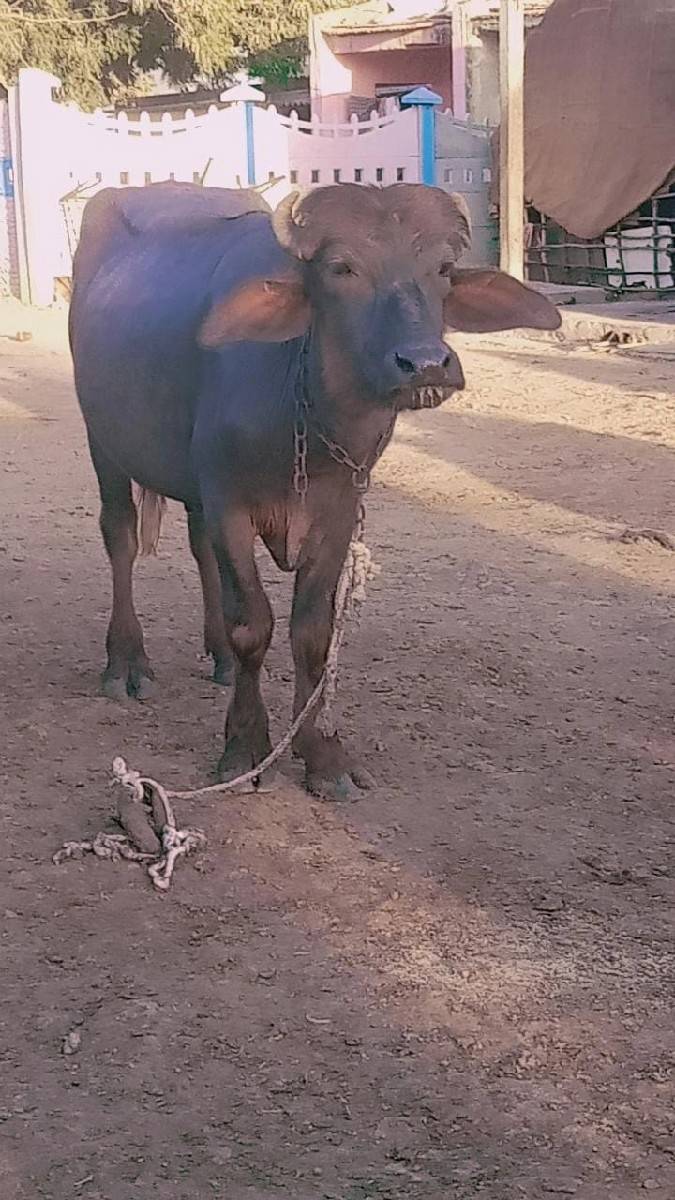 પાડો વેચવાનો છે